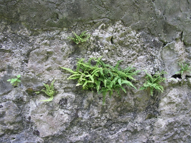 Изображение особи Asplenium trichomanes.