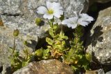 Cerastium undulatifolium