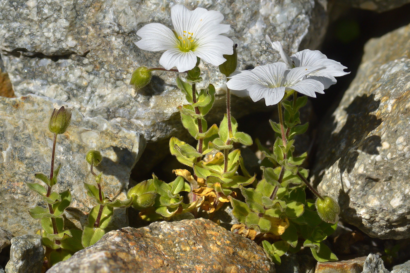 Изображение особи Cerastium undulatifolium.