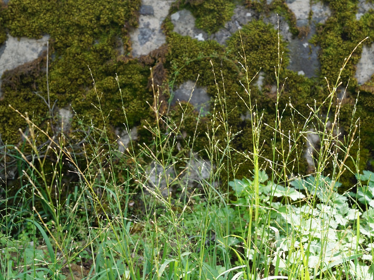 Image of Glyceria notata specimen.