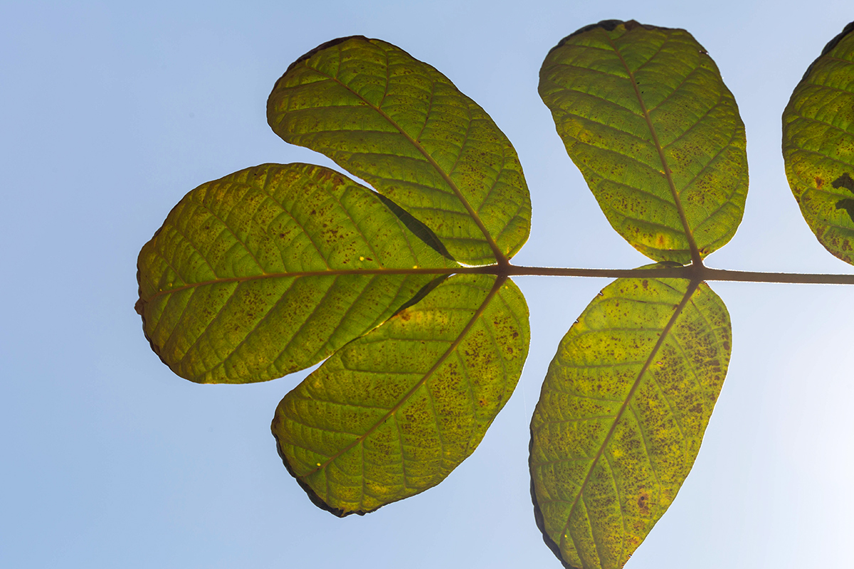 Изображение особи Spathodea campanulata.