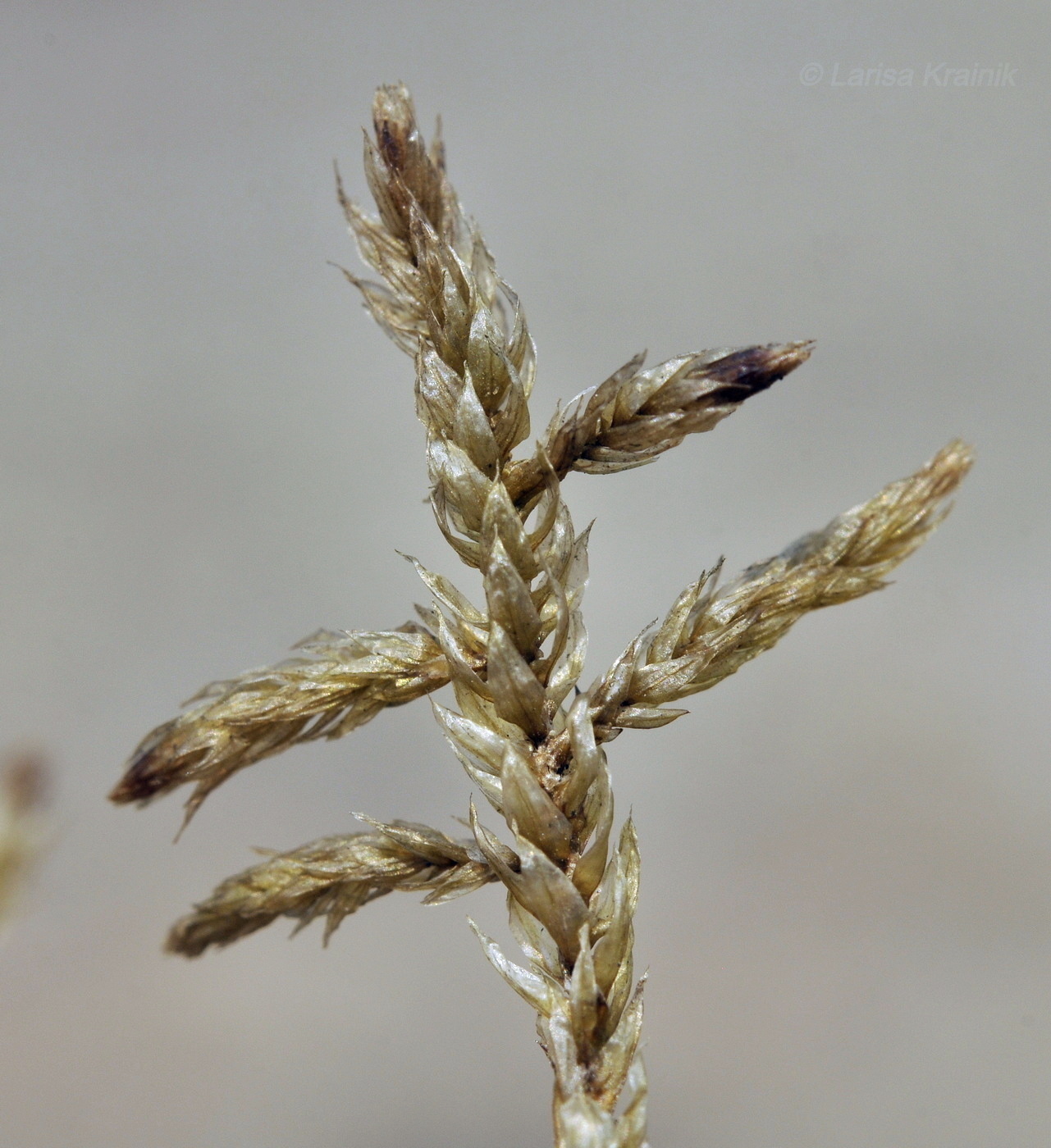 Изображение особи отдел Bryophyta.