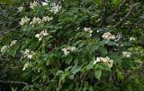 Hydrangea paniculata. Ветви цветущего кустарника. Кунашир, берег оз. Лагунное, опушка широколиственного леса. 18.08.2022.