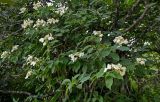 Hydrangea paniculata. Ветви цветущего кустарника. Курильские о-ва, о-в Кунашир, берег оз. Лагунное, опушка широколиственного леса. 18.08.2022.