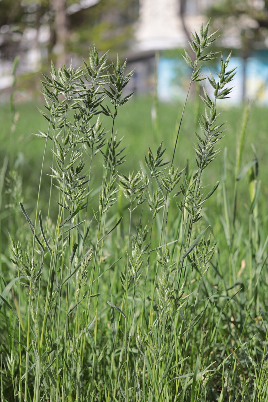 Изображение особи Bromus hordeaceus.