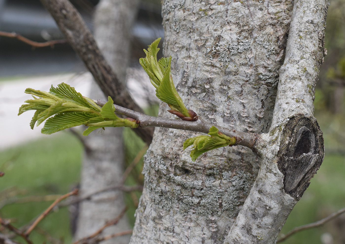 Image of Rhamnus alpina specimen.