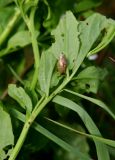 Cardamine amara