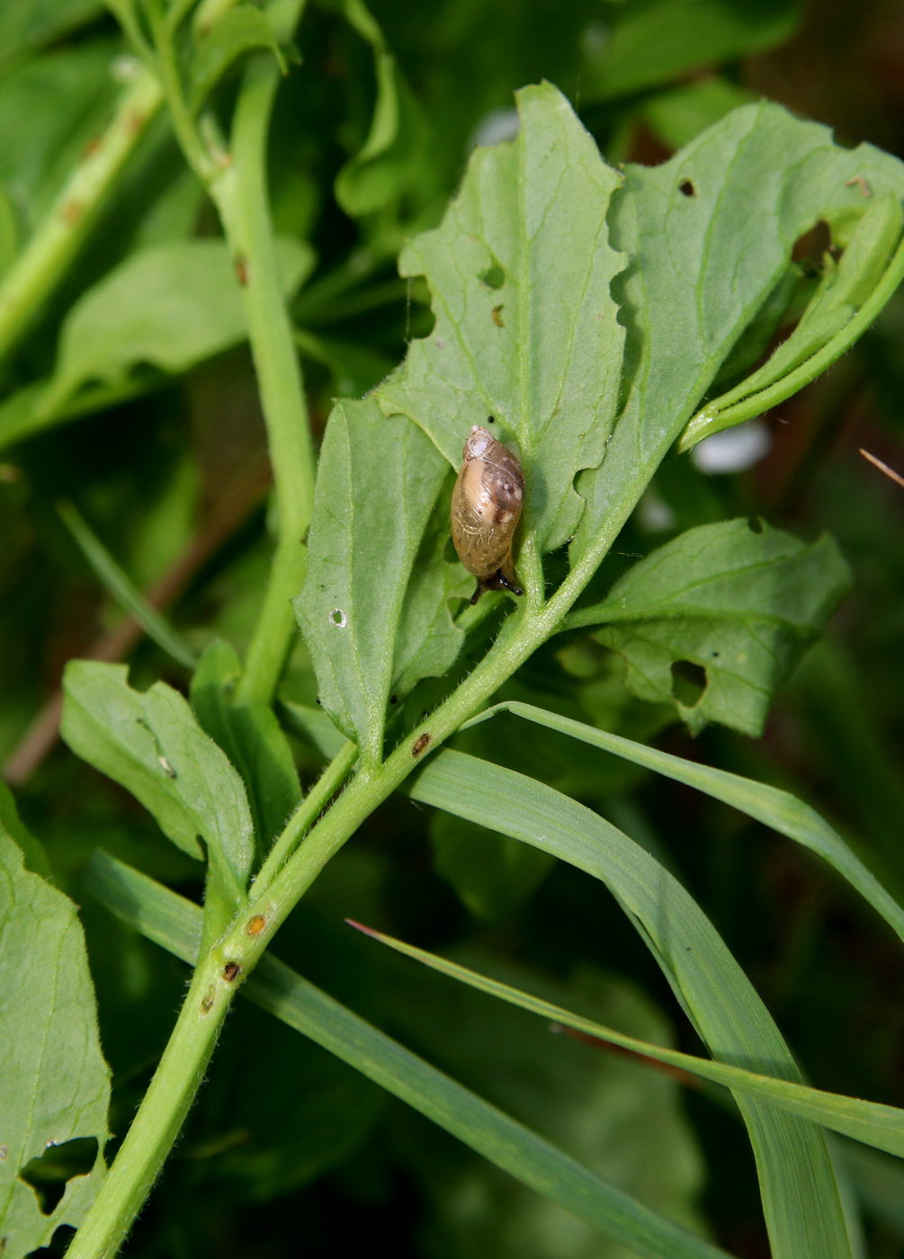 Image of Cardamine amara specimen.