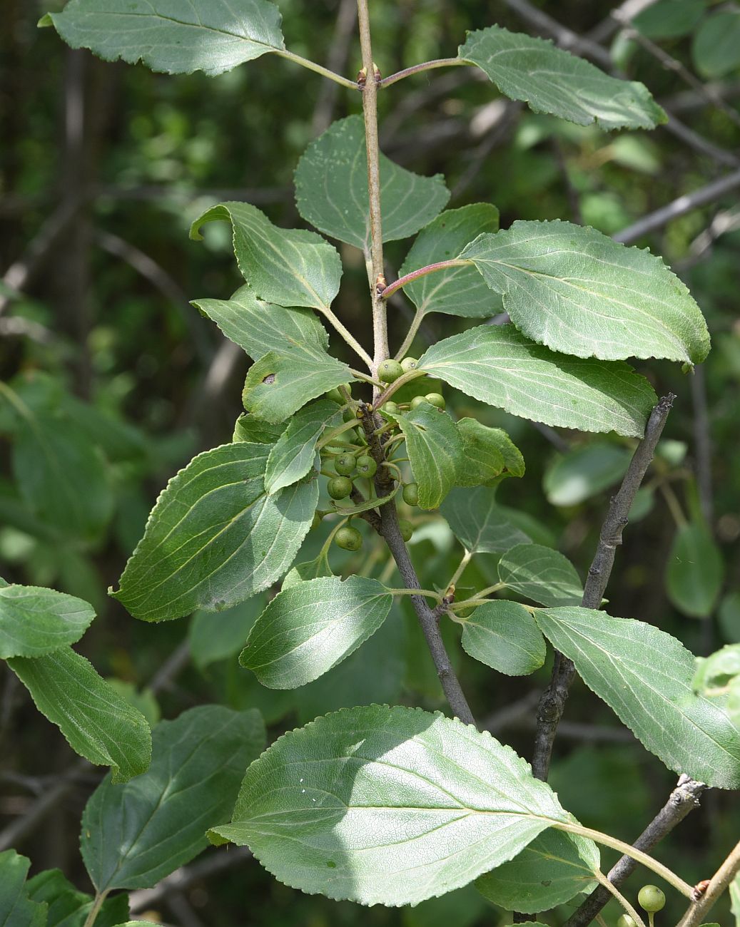 Image of Rhamnus cathartica specimen.