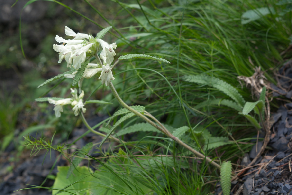 Image of Betonica nivea specimen.