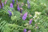 genus Vicia. Цветущие побеги. Челябинская обл., г. Нязепетровск, берег р. Нязя, луг. 2 июля 2023 г.