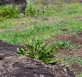 Emilia coccinea. Цветущее и плодоносящее растение. Чили, обл. Valparaiso, провинция Isla de Pascua, г. Hanga Roa, высокой берег океана, сообщество травянистых растений. 08.03.2023.