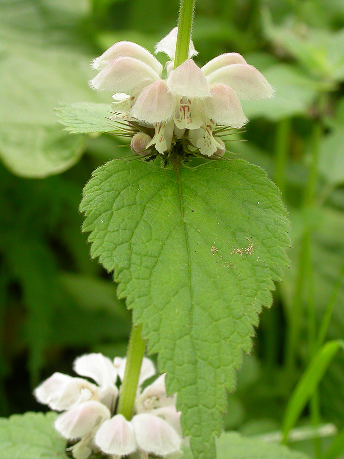 Изображение особи Lamium barbatum.