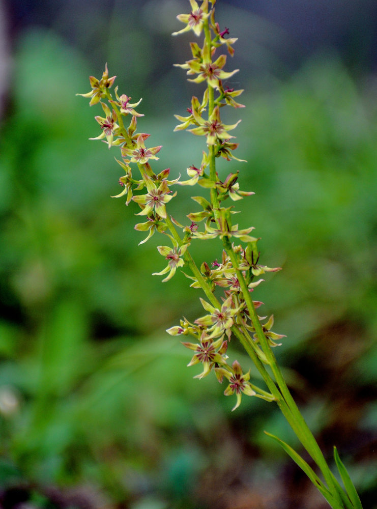 Image of Veratrum anticleoides specimen.