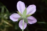 Geranium collinum