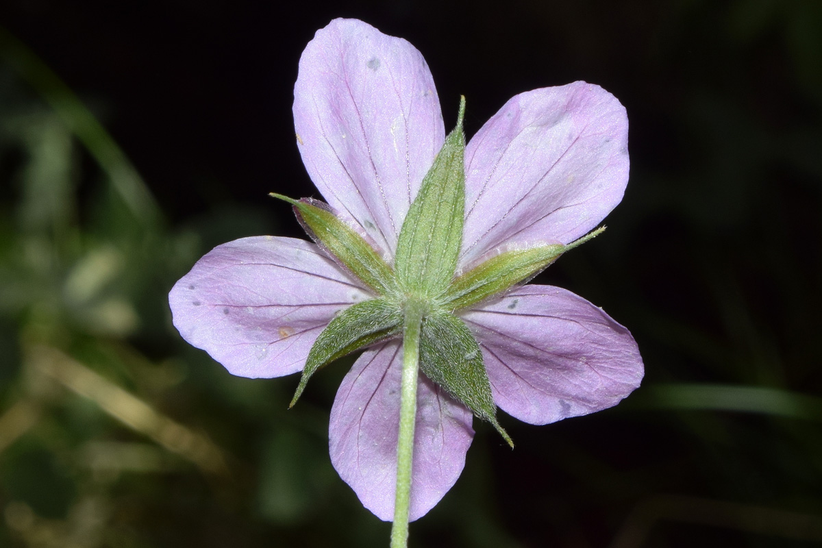 Image of Geranium collinum specimen.