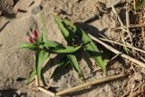 Persicaria amphibia