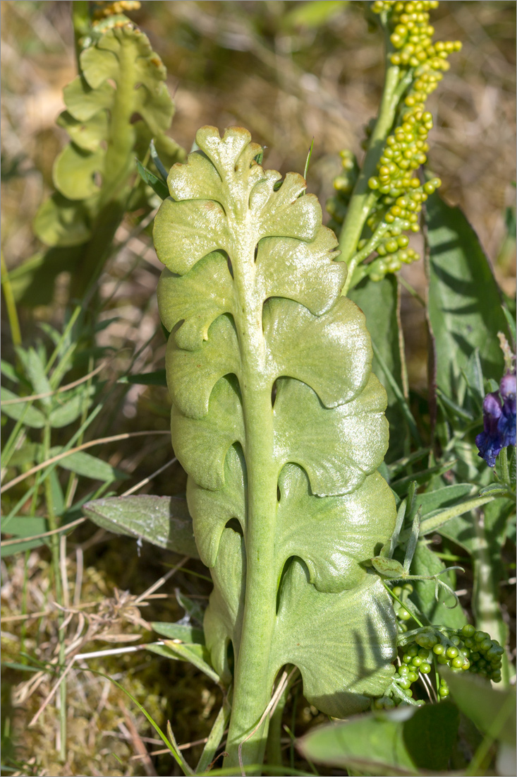 Image of Botrychium lunaria specimen.