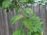 genus Sorbus