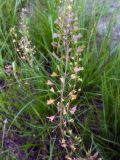 Capsella bursa-pastoris