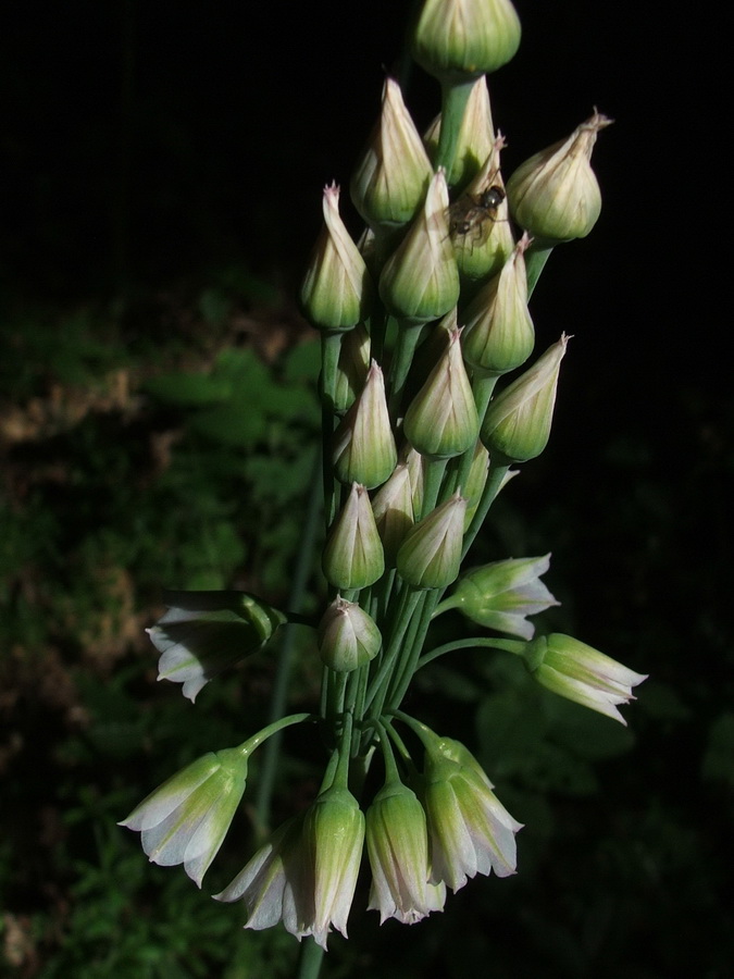 Image of Nectaroscordum bulgaricum specimen.