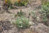 Oxytropis albovillosa