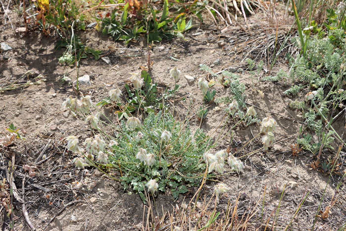 Изображение особи Oxytropis albovillosa.