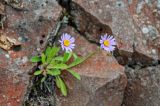 Aster alpinus. Цветущее растение. Красноярский край, Таймырский Долгано-Ненецкий р-н, плато Путорана, водопад Брат, каменистый склон. 24.07.2023.