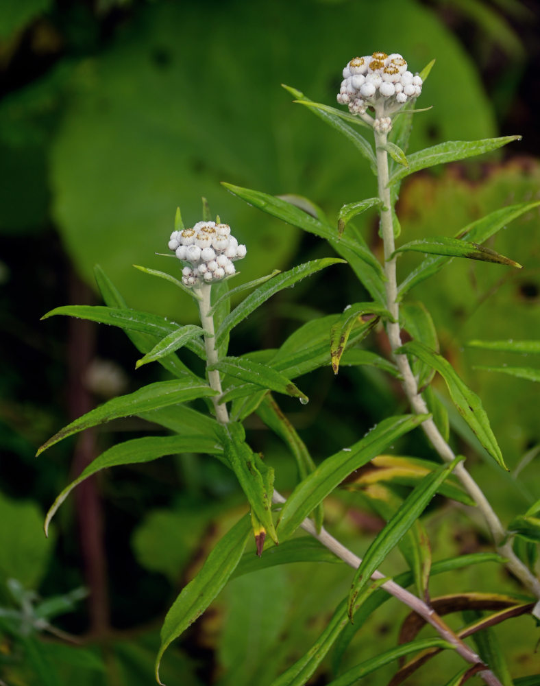 Изображение особи Anaphalis margaritacea.