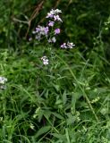 Hesperis matronalis