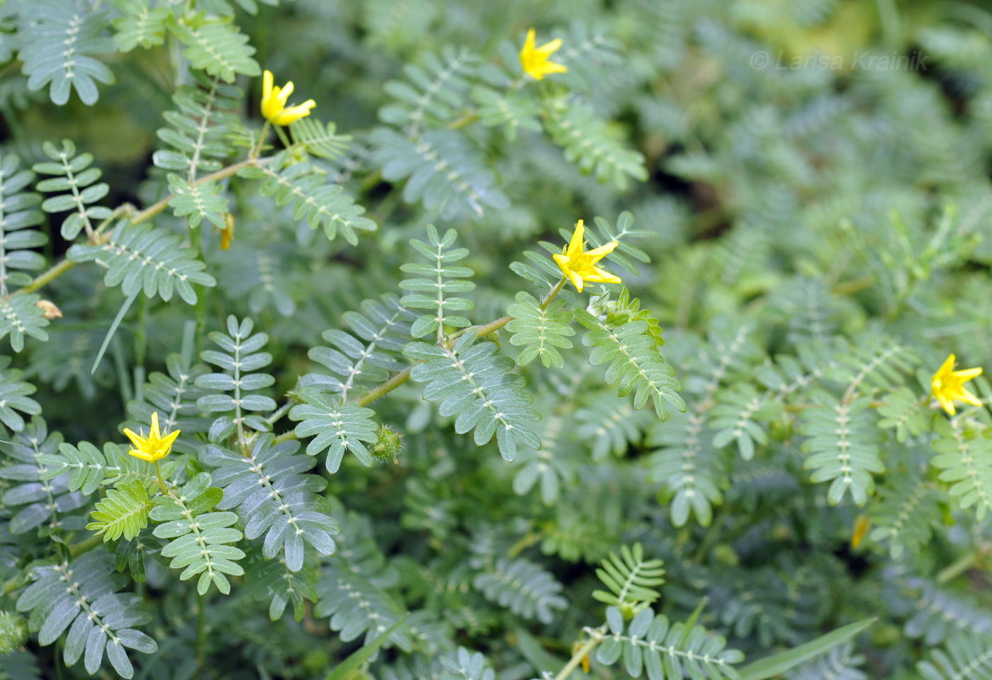 Изображение особи Tribulus terrestris.