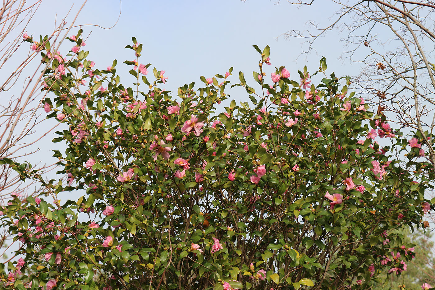 Изображение особи Camellia japonica.