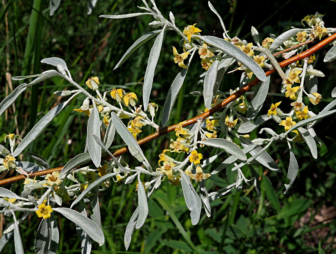 Image of Elaeagnus angustifolia specimen.