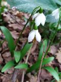 Galanthus woronowii. Цветки с кормящейся пчелой. Краснодарский край, городской округ Сочи, Хостинский р-н, дорога к Орлиным скалам, широколиственный лес. 11.02.2024.