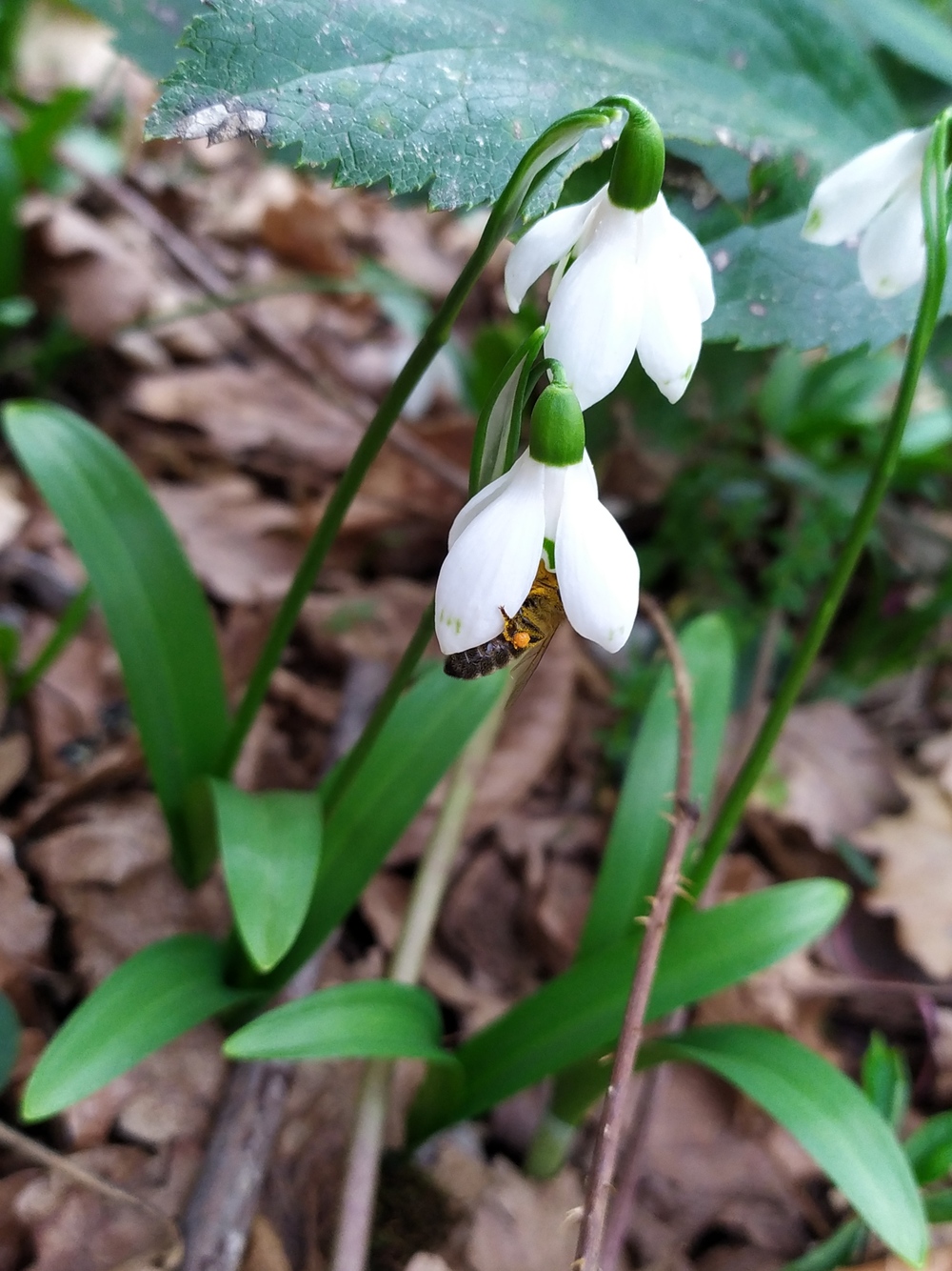 Изображение особи Galanthus woronowii.