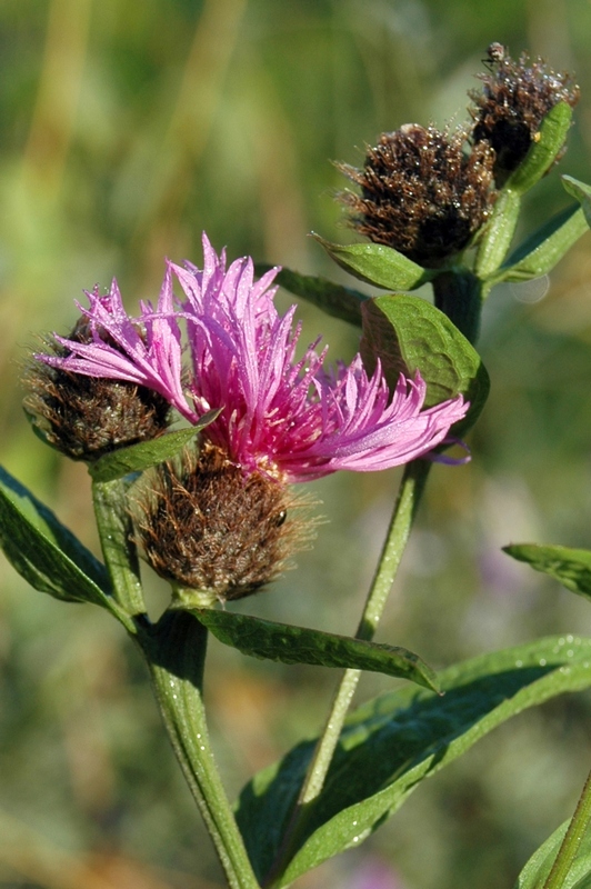 Image of Centaurea phrygia specimen.