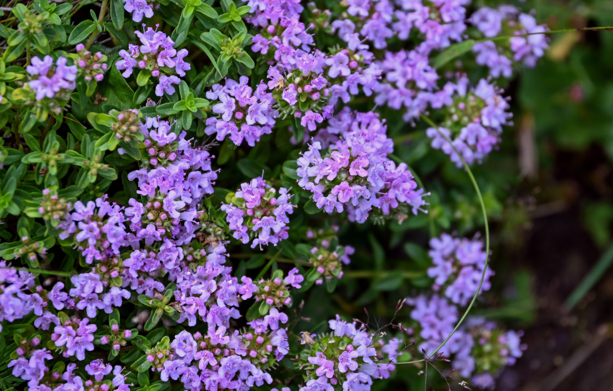 Изображение особи род Thymus.