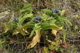 Gentiana cruciata. Цветущие растения. Новгородская обл., геологический памятник \"Ильменский глинт\", окр. дер. Ретлё, побережье оз. Ильмень, суходольный злаково-разнотравный луг на известняке, низкотравный участок (на заброшенной дороге?). 25.07.2023.