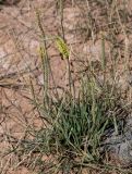Plantago salsa