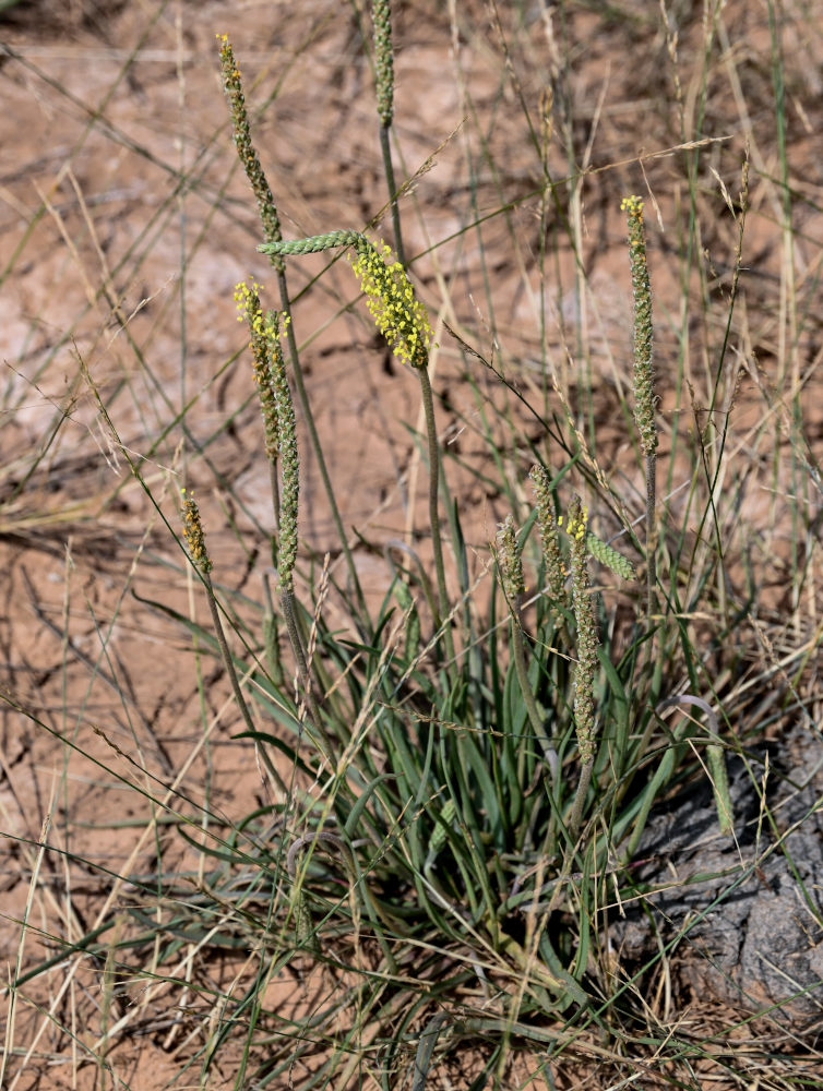 Изображение особи Plantago salsa.