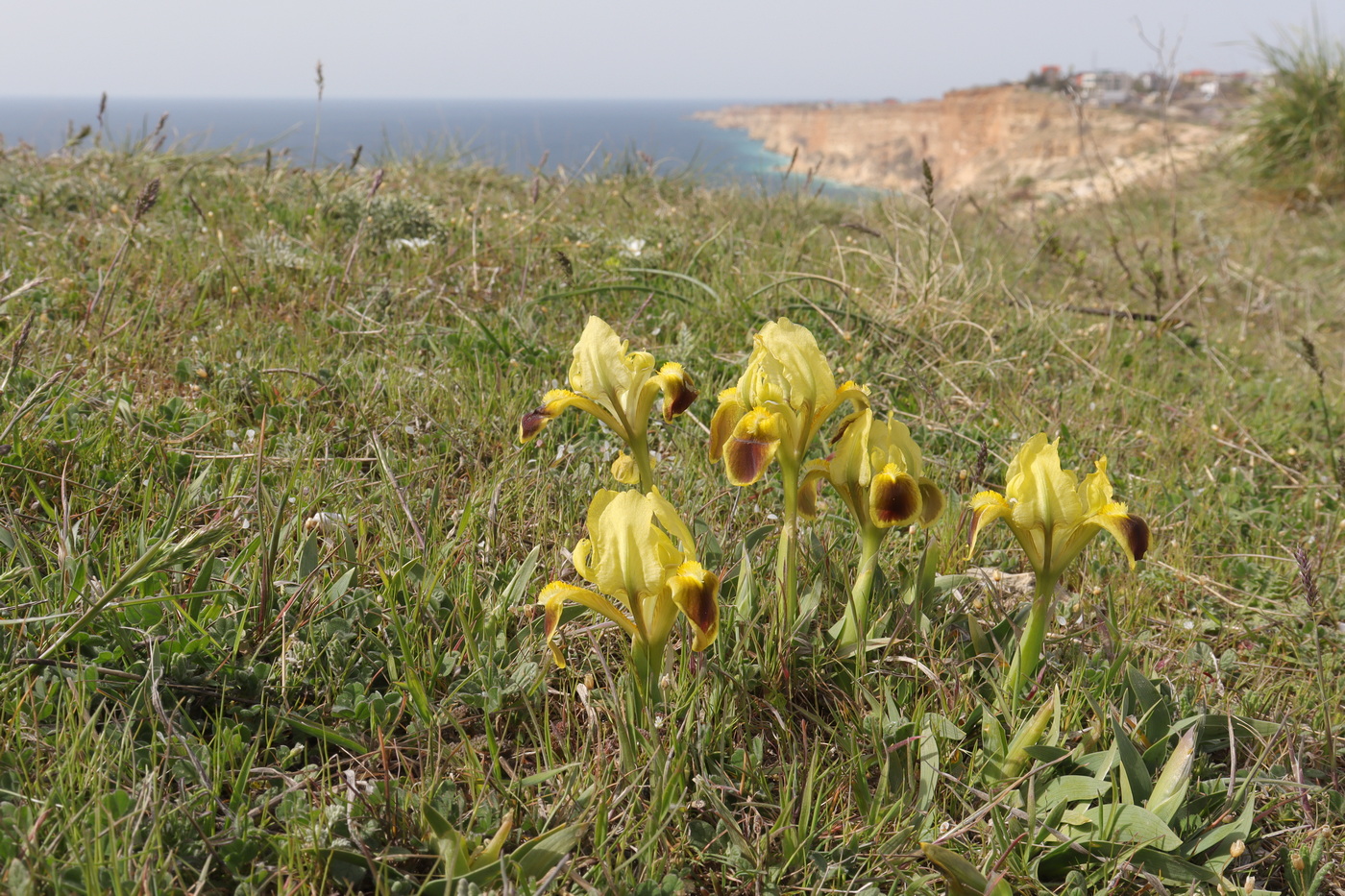 Image of Iris pumila specimen.