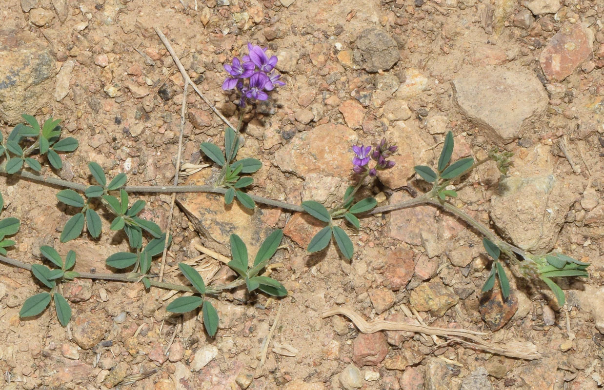 Изображение особи Medicago sativa.