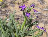 Matthiola sinuata