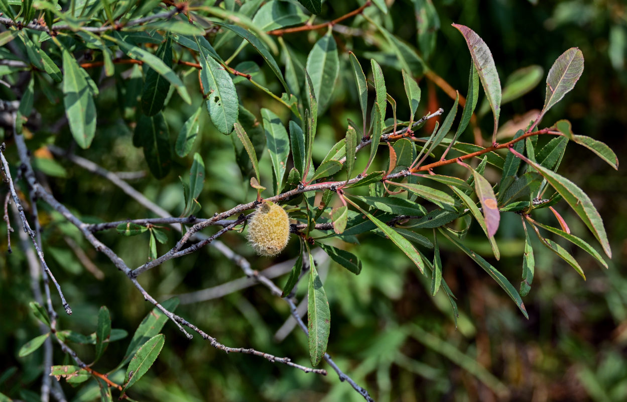 Изображение особи Amygdalus nana.