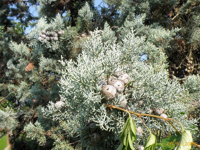 Image of genus Cupressus specimen.