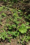 Ranunculus cassubicus