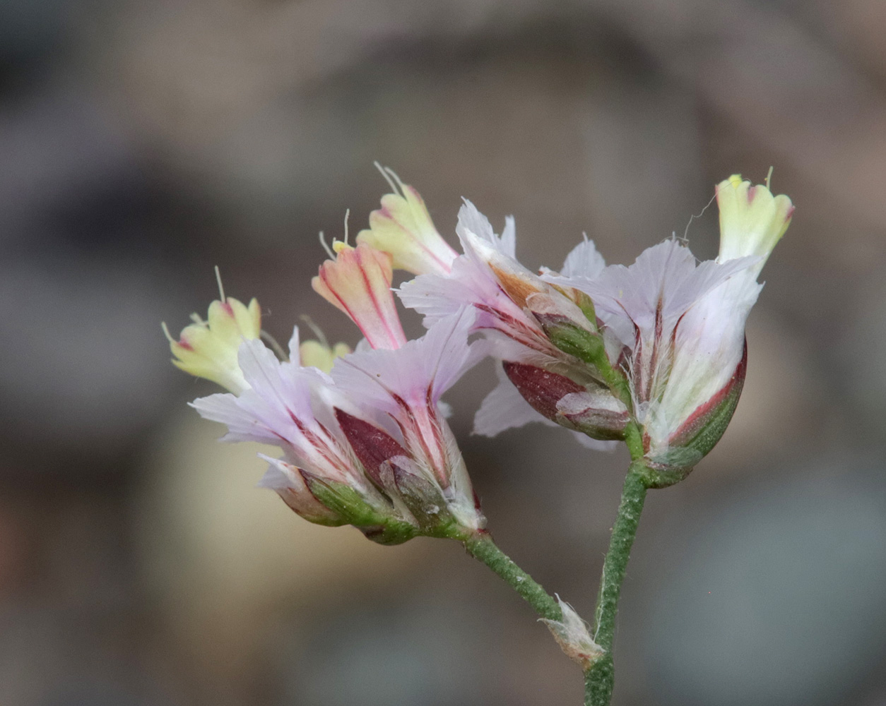 Изображение особи Limonium michelsonii.