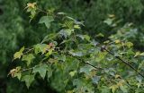 Liquidambar formosana