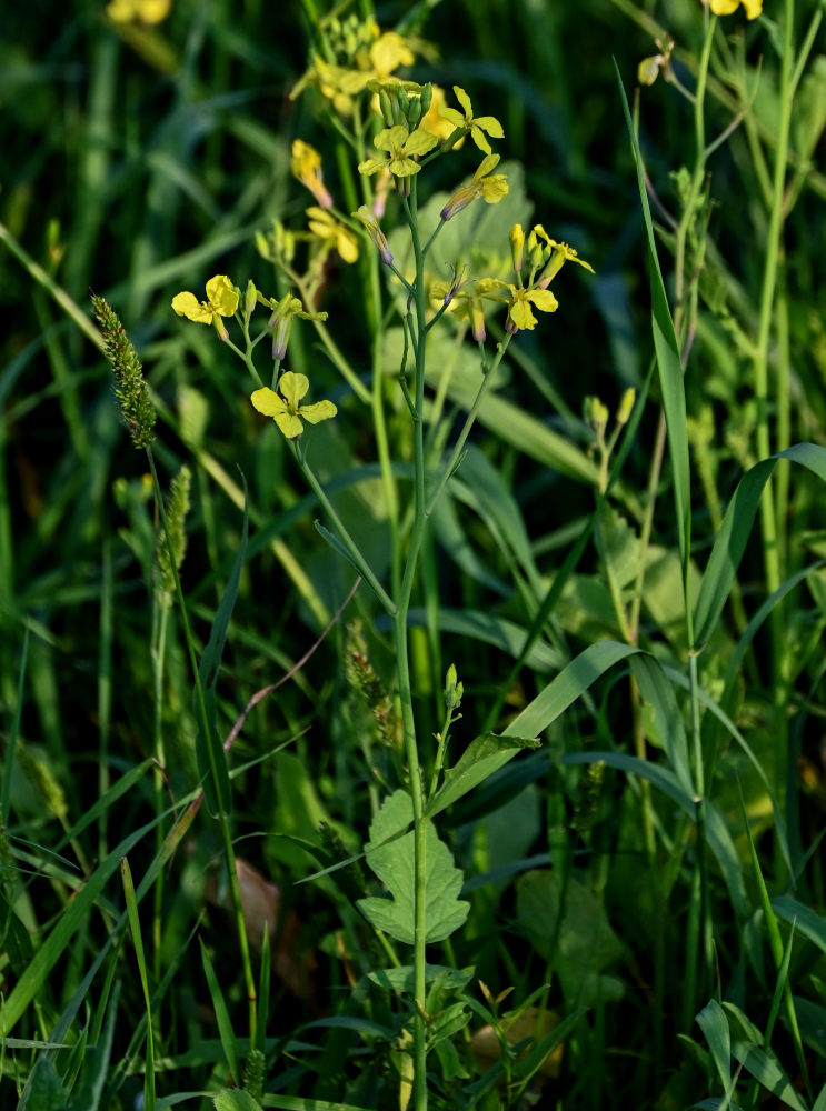 Изображение особи Brassica napus.