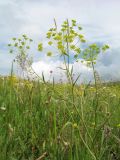 Bupleurum krylovianum